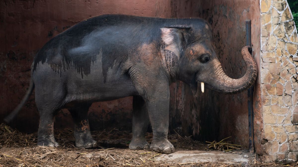 Nejosamělejší slon na světě bude za lepším životem převezen do Kambodže